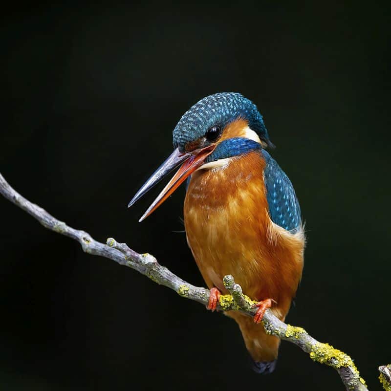 Exposición Natura